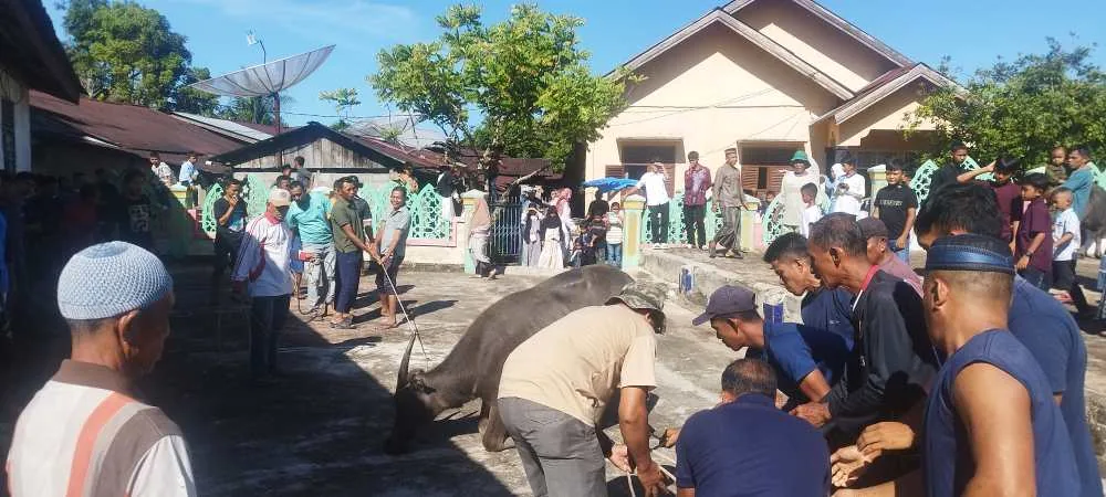 Idul Adha 1447 H, Kemesjidan Al-Munawwarah Samadua Gelar Penyembelihan 10 Hewan Kurban