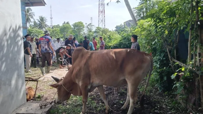 Jumlah Hewan Kurban di Gampong Leu Ue Aceh Besar Meningkat Drastis