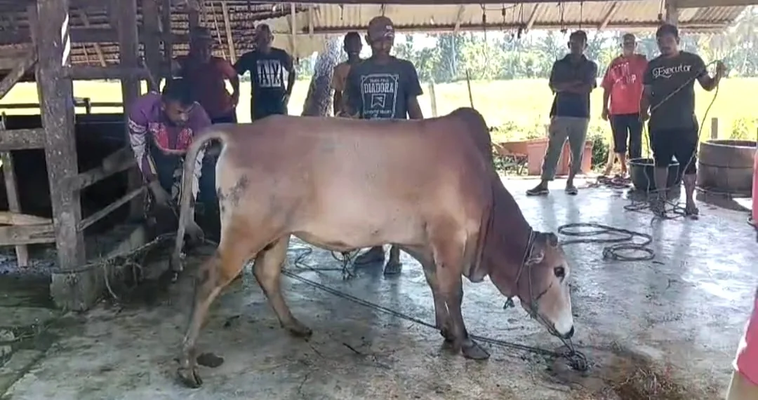 Jadi Sarana Pendidikan Karakter, Madrasah se-Bireuen Sembelih 86 Ekor Hewan Kurban