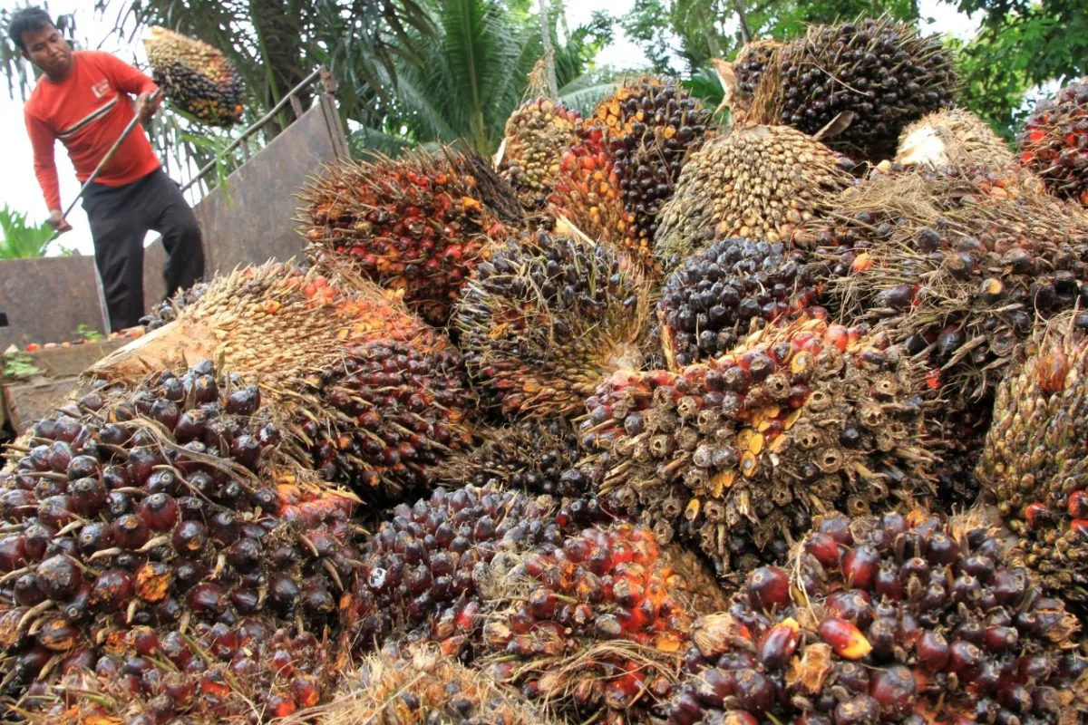 Harga TBS Sawit Aceh Periode Juni 2026: Wilayah Timur Tembus Rp 3.391 per Kg