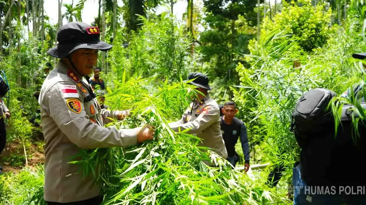 Polisi Sita 3.000 Batang, Pemusnahan Ladang Ganja di Aceh Utara Seluas 2 Hektare Diwarnai Aksi Kejar-kejaran
