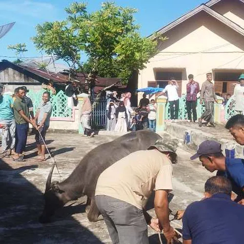 Idul Adha 1447 H, Kemesjidan Al-Munawwarah Samadua Gelar Penyembelihan 10 Hewan Kurban