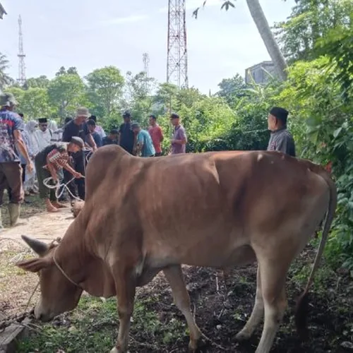 Jumlah Hewan Kurban di Gampong Leu Ue Aceh Besar Meningkat Drastis