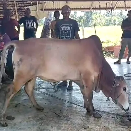 Jadi Sarana Pendidikan Karakter, Madrasah se-Bireuen Sembelih 86 Ekor Hewan Kurban