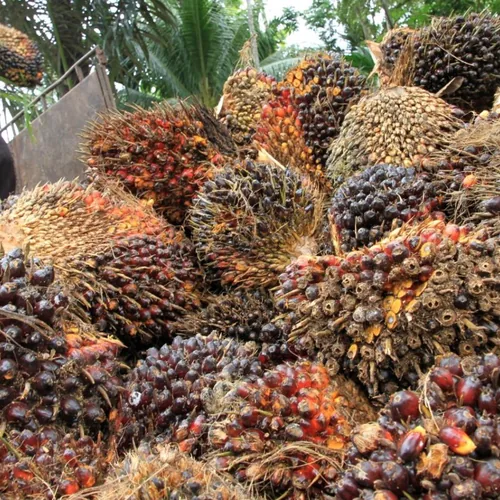 Harga TBS Sawit Aceh Periode Juni 2026: Wilayah Timur Tembus Rp 3.391 per Kg