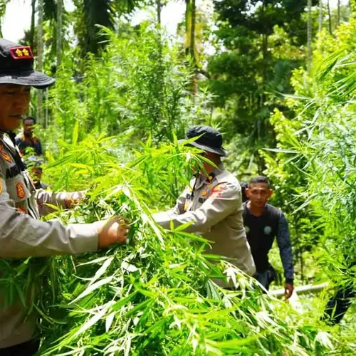 Polisi Sita 3.000 Batang, Pemusnahan Ladang Ganja di Aceh Utara Seluas 2 Hektare Diwarnai Aksi Kejar-kejaran